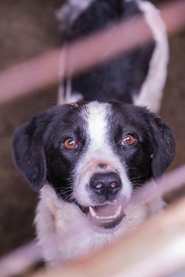Alma ist eine bezaubernde Hündin, Mischling - Hündin