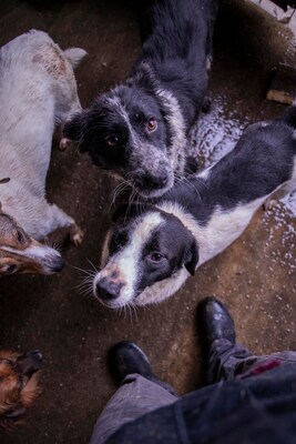 Alma ist eine bezaubernde Hündin, Mischling - Hündin