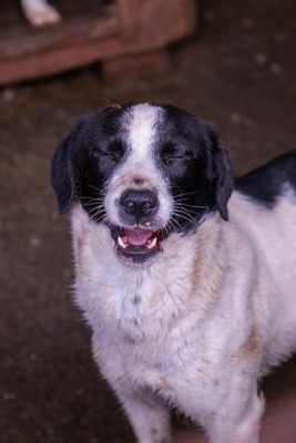 Alma ist eine bezaubernde Hündin, Mischling - Hündin