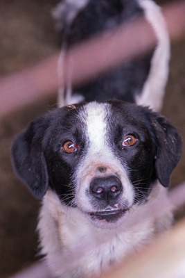 Alma ist eine bezaubernde Hündin, Mischling - Hündin