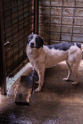 Alma ist eine bezaubernde Hündin, Mischling - Hündin