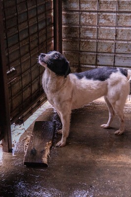 Alma ist eine bezaubernde Hündin, Mischling - Hündin