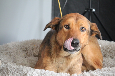 Almin, Mischling - Rüde