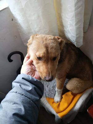 Aloka ist zuckersüß und offiziell auf der Suche nach ihrem Für immer Sofa, Mischling Welpen - Hündin