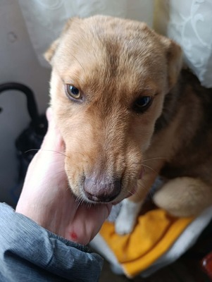 Aloka ist zuckersüß und offiziell auf der Suche nach ihrem Für immer Sofa, Mischling Welpen - Hündin