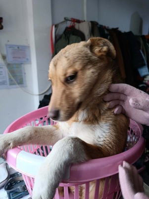 Aloka ist zuckersüß und offiziell auf der Suche nach ihrem Für immer Sofa, Mischling Welpen - Hündin