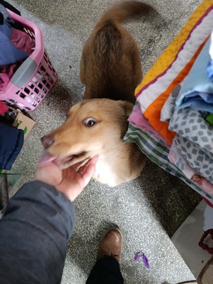 Aloka ist zuckersüß und offiziell auf der Suche nach ihrem Für immer Sofa, Mischling Welpen - Hündin