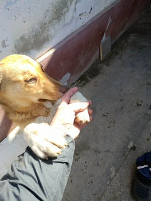 Aloka ist zuckersüß und offiziell auf der Suche nach ihrem Für immer Sofa, Mischling Welpen - Hündin