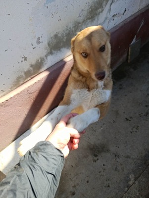 Aloka ist zuckersüß und offiziell auf der Suche nach ihrem Für immer Sofa, Mischling Welpen - Hündin