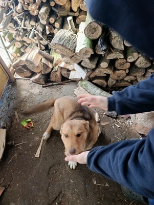 Aloka ist zuckersüß und offiziell auf der Suche nach ihrem Für immer Sofa, Mischling Welpen - Hündin