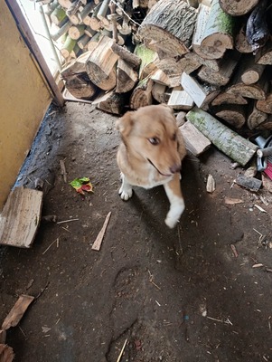 Aloka ist zuckersüß und offiziell auf der Suche nach ihrem Für immer Sofa, Mischling Welpen - Hündin