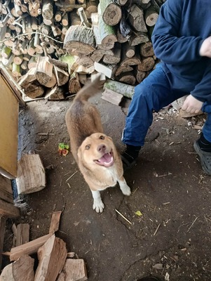 Aloka ist zuckersüß und offiziell auf der Suche nach ihrem Für immer Sofa, Mischling Welpen - Hündin