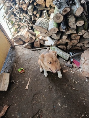 Aloka ist zuckersüß und offiziell auf der Suche nach ihrem Für immer Sofa, Mischling Welpen - Hündin