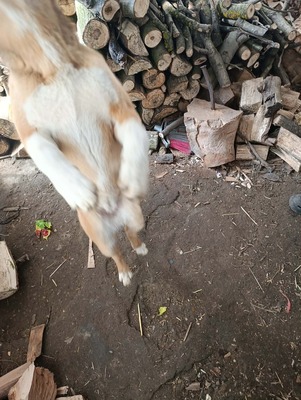 Aloka ist zuckersüß und offiziell auf der Suche nach ihrem Für immer Sofa, Mischling Welpen - Hündin