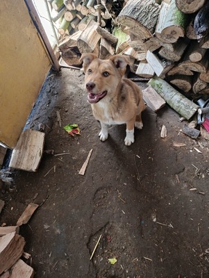 Aloka ist zuckersüß und offiziell auf der Suche nach ihrem Für immer Sofa, Mischling Welpen - Hündin