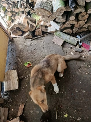 Aloka ist zuckersüß und offiziell auf der Suche nach ihrem Für immer Sofa, Mischling Welpen - Hündin