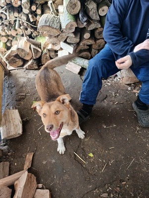 Aloka ist zuckersüß und offiziell auf der Suche nach ihrem Für immer Sofa, Mischling Welpen - Hündin