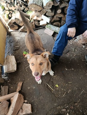 Aloka ist zuckersüß und offiziell auf der Suche nach ihrem Für immer Sofa, Mischling Welpen - Hündin