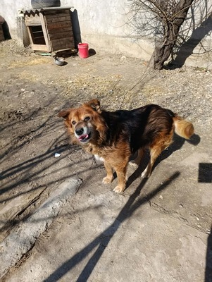 Aloka ist zuckersüß und offiziell auf der Suche nach ihrem Für immer Sofa, Mischling Welpen - Hündin