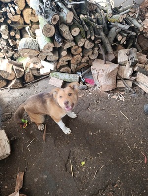 Aloka ist zuckersüß und offiziell auf der Suche nach ihrem Für immer Sofa, Mischling Welpen - Hündin