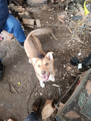 Aloka ist zuckersüß und offiziell auf der Suche nach ihrem Für immer Sofa, Mischling Welpen - Hündin