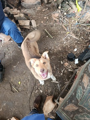 Aloka ist zuckersüß und offiziell auf der Suche nach ihrem Für immer Sofa, Mischling Welpen - Hündin