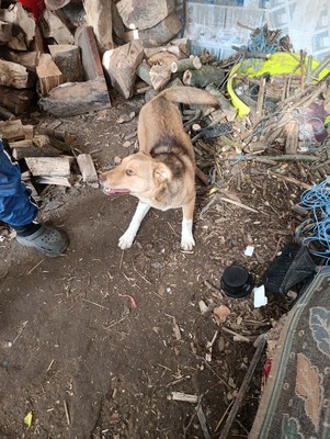 Aloka ist zuckersüß und offiziell auf der Suche nach ihrem Für immer Sofa, Mischling Welpen - Hündin