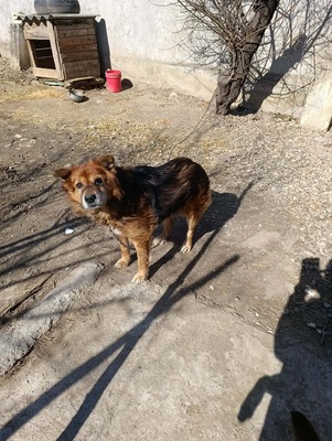 Aloka ist zuckersüß und offiziell auf der Suche nach ihrem Für immer Sofa, Mischling Welpen - Hündin