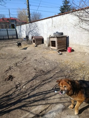 Aloka ist zuckersüß und offiziell auf der Suche nach ihrem Für immer Sofa, Mischling Welpen - Hündin