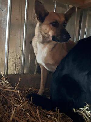 Alpha, Mischling - Hündin