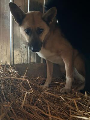 Alpha, Mischling - Hündin