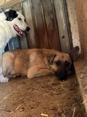 Alpha, Mischling - Hündin