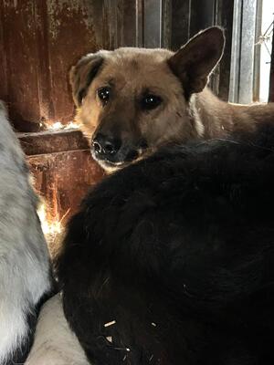 Alpha, Mischling - Hündin