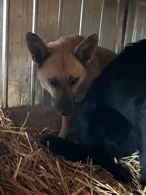 Alpha, Mischling - Hündin