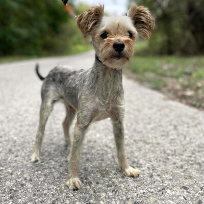 🐶Als nicht so typischer Yorkshire Terrier hat Yori eine sehr süße, großzügige, ruhige Persönlichkeit, er ist ein totaler Schatz.🥰, Yorkshire-Terrier - Rüde 1