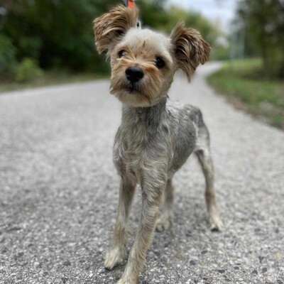 🐶Als nicht so typischer Yorkshire Terrier hat Yori eine sehr süße, großzügige, ruhige Persönlichkeit, er ist ein totaler Schatz.🥰, Yorkshire-Terrier - Rüde