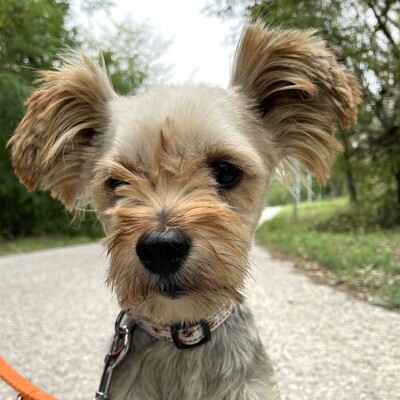 🐶Als nicht so typischer Yorkshire Terrier hat Yori eine sehr süße, großzügige, ruhige Persönlichkeit, er ist ein totaler Schatz.🥰, Yorkshire-Terrier - Rüde