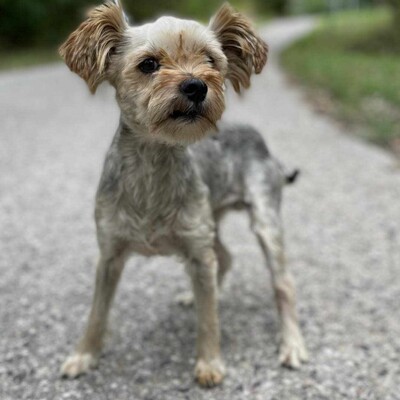 🐶Als nicht so typischer Yorkshire Terrier hat Yori eine sehr süße, großzügige, ruhige Persönlichkeit, er ist ein totaler Schatz.🥰, Yorkshire-Terrier - Rüde