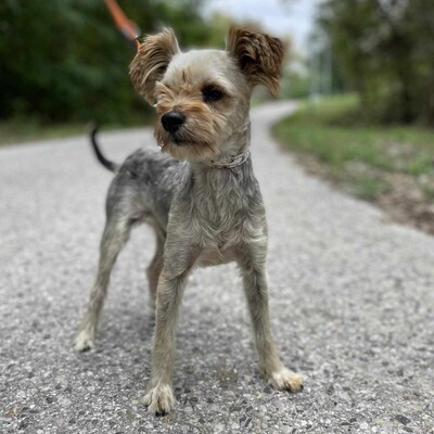 🐶Als nicht so typischer Yorkshire Terrier hat Yori eine sehr süße, großzügige, ruhige Persönlichkeit, er ist ein totaler Schatz.🥰, Yorkshire-Terrier - Rüde