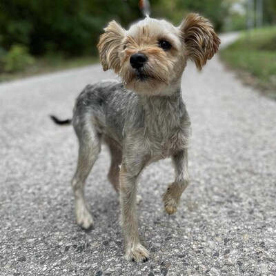 🐶Als nicht so typischer Yorkshire Terrier hat Yori eine sehr süße, großzügige, ruhige Persönlichkeit, er ist ein totaler Schatz.🥰, Yorkshire-Terrier - Rüde