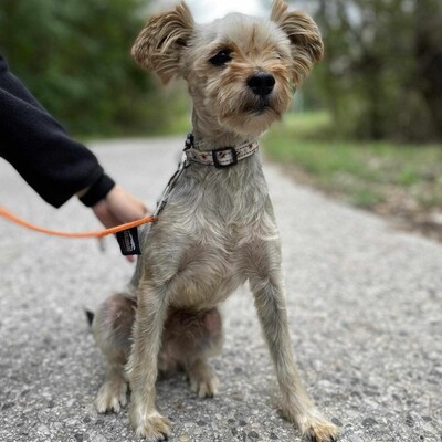 🐶Als nicht so typischer Yorkshire Terrier hat Yori eine sehr süße, großzügige, ruhige Persönlichkeit, er ist ein totaler Schatz.🥰, Yorkshire-Terrier - Rüde