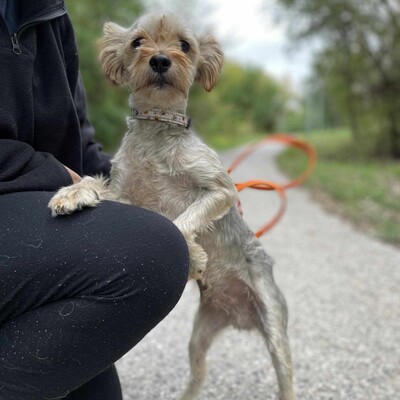 🐶Als nicht so typischer Yorkshire Terrier hat Yori eine sehr süße, großzügige, ruhige Persönlichkeit, er ist ein totaler Schatz.🥰, Yorkshire-Terrier - Rüde