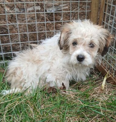 Alva, Mix Welpen - Hündin