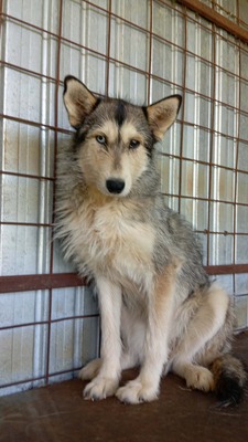 Alva ist wunderschön , vorsichtig und einfach ganz besonders, Husky - Mischling - Hündin