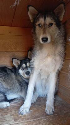 Alva ist wunderschön , vorsichtig und einfach ganz besonders, Husky - Mischling - Hündin