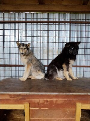Alva ist wunderschön , vorsichtig und einfach ganz besonders, Husky - Mischling - Hündin