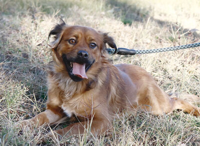 Alvin - Aktiver Hundemann, ca. 1 Jahr/36cm/11kg, Mischling - Rüde