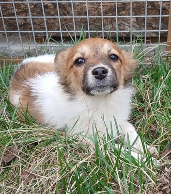 Alya, Mix Welpen - Hündin