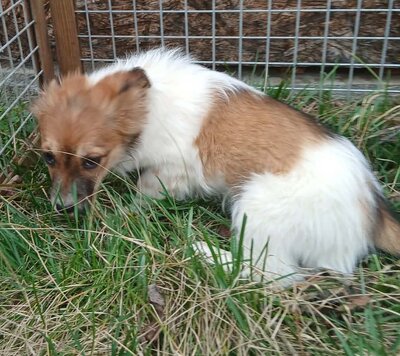 Alya, Mix Welpen - Hündin