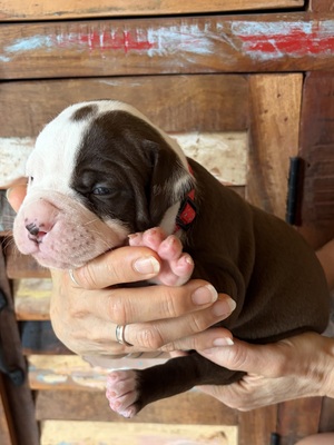 Am. Bulldog Welpen - Hündin